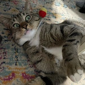 Nonsmoking Pet Friendly Home